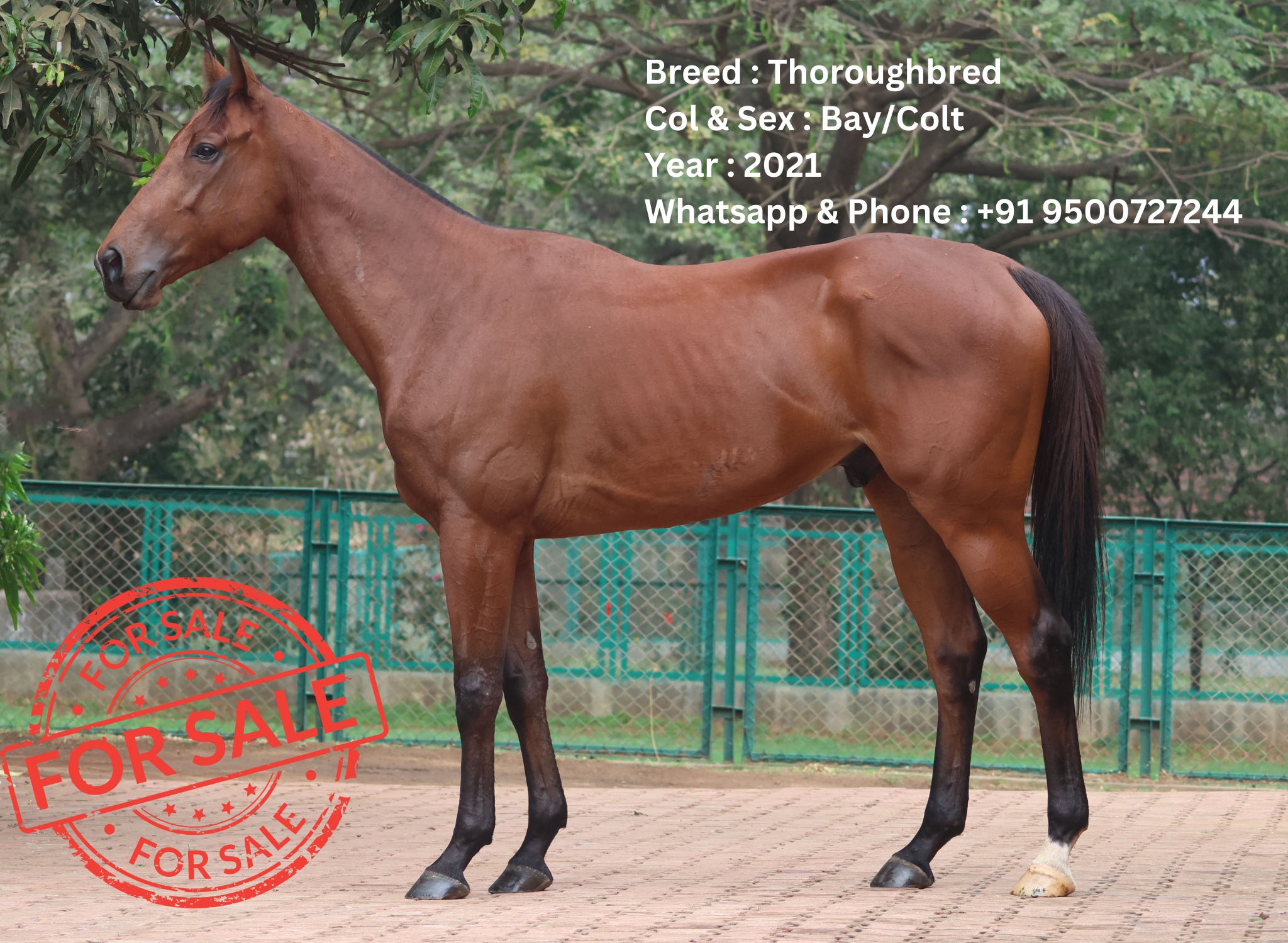 Horse for sale